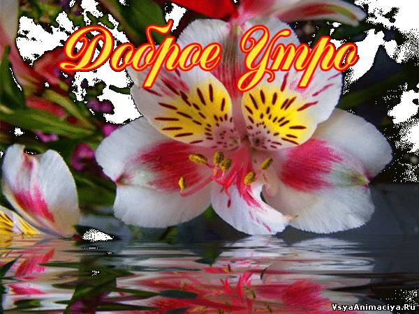 http://www.vsyaanimaciya.ru/_ph/169/2/591680801.jpg
