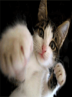 http://www.vsyaanimaciya.ru/_ph/39/2/413262471.gif